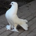 mohammadreza49