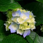 Milad87